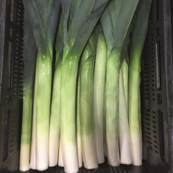 Por Batter f1 10 tyś. nasion primed precyzja ST